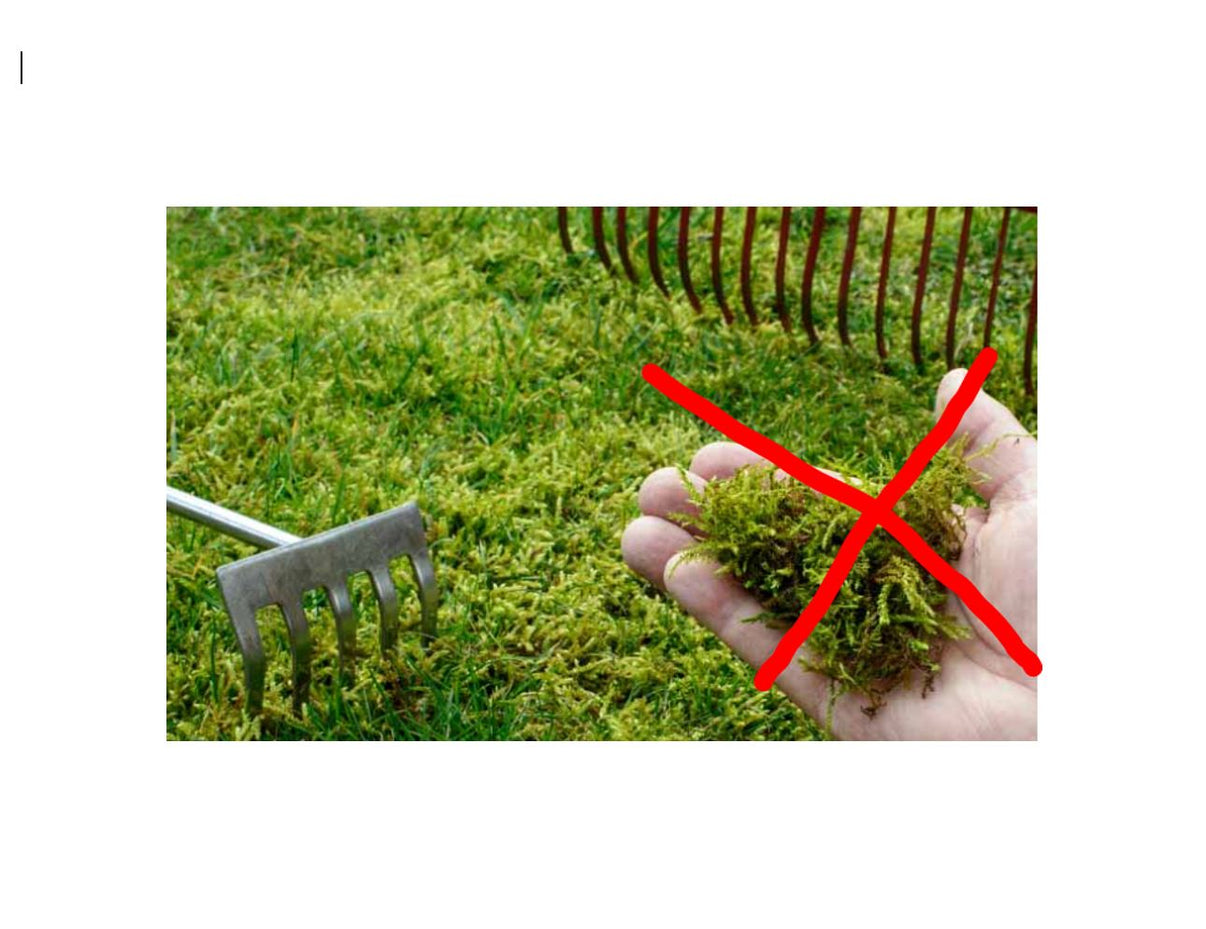 Organic Moss Killer Zinc Sulfate Powder 50 Lb bag. Onsite Supply House